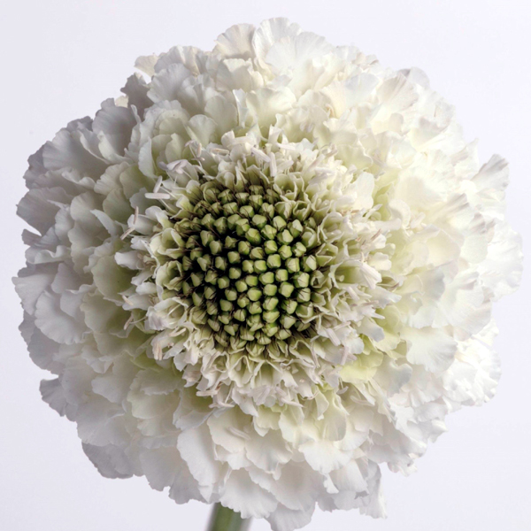 Scabiosa - Milky White Scoop